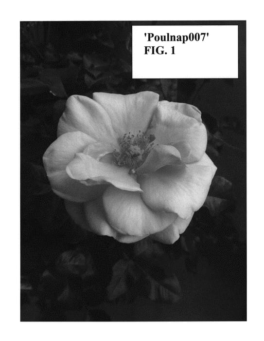 Figure 1 of US plant patent PP30323, the photograph of Poulnap007 printed in the patent.