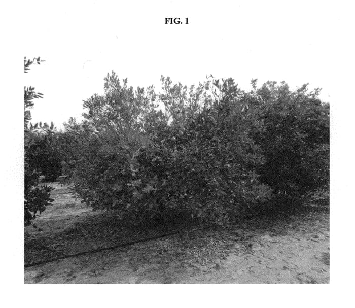 Figure 1 of US plant patent PP30324, the photograph of RBB7-34 printed in the patent.