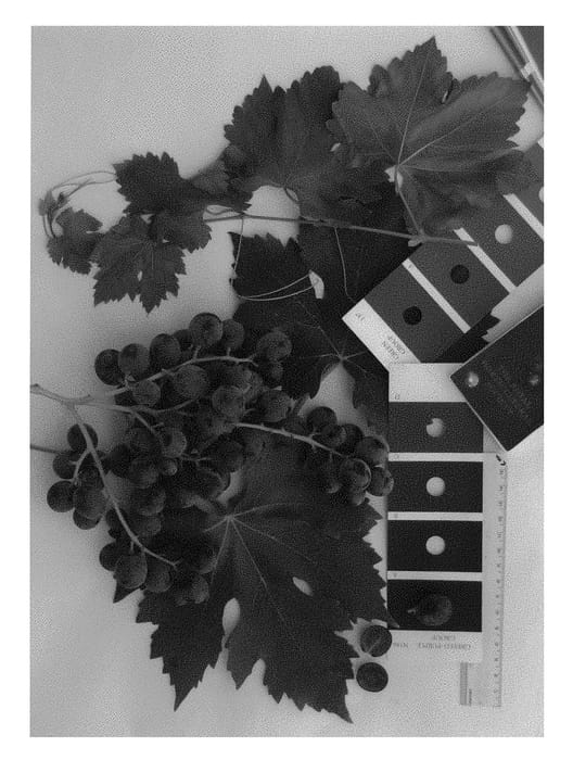 Figure 1 of US plant patent PP30325, the photograph of IFG Thirty-four printed in the patent.