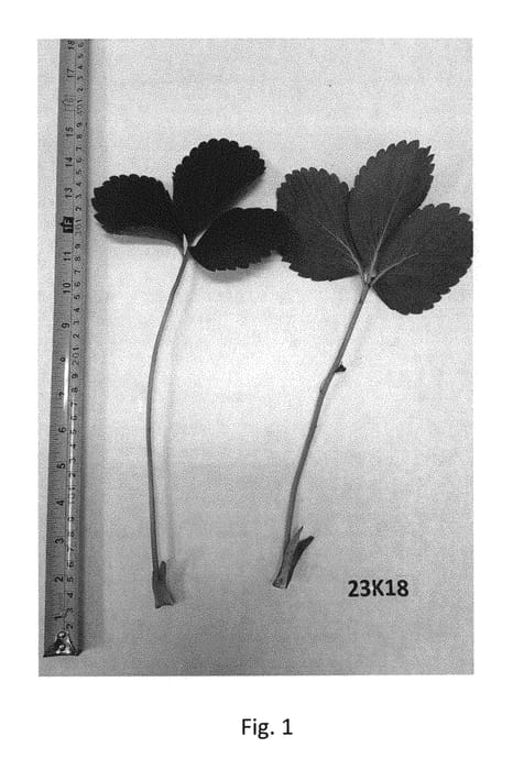 Figure 1 of US plant patent PP30326, the photograph of Camila printed in the patent.