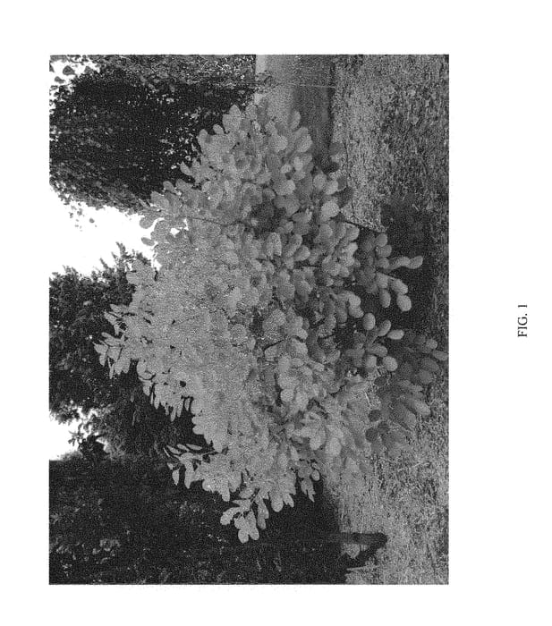 Figure 1 of US plant patent PP30327, the photograph of MINCOJAU3 printed in the patent.
