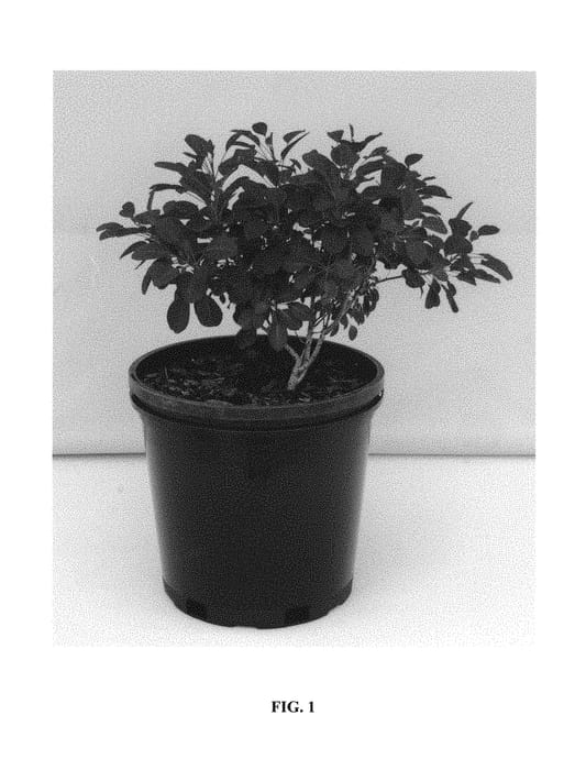 Figure 1 of US plant patent PP30328, the photograph of Cotsidh5 printed in the patent.