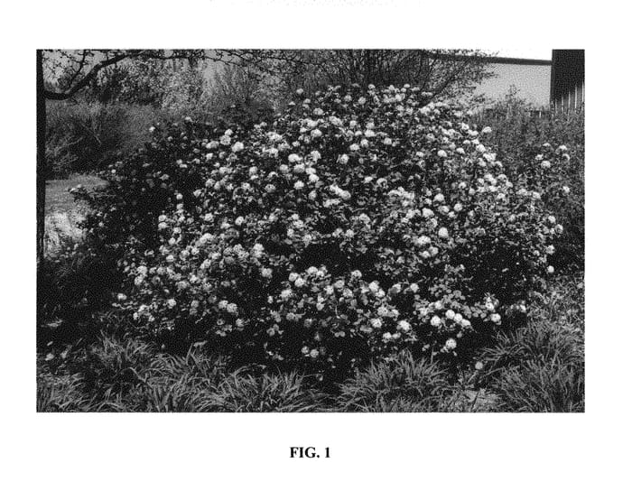 Figure 1 of US plant patent PP30329, the photograph of Fit 2B Tied printed in the patent.