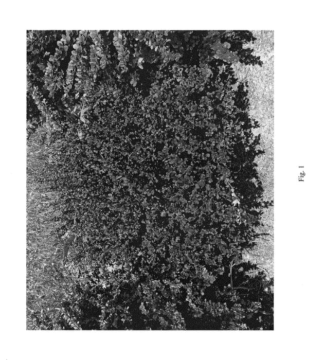 Figure 1 of US plant patent PP30330, the photograph of NCBT1 printed in the patent.