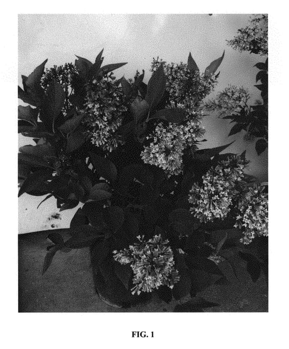 Figure 1 of US plant patent PP30331, the photograph of Jeflady printed in the patent.
