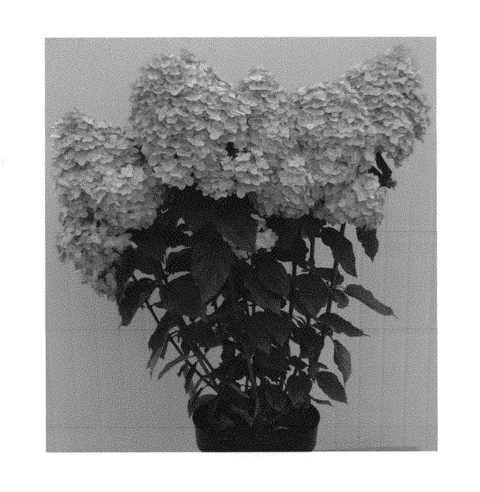 Figure 1 of US plant patent PP30332, the photograph of HP217902 printed in the patent.