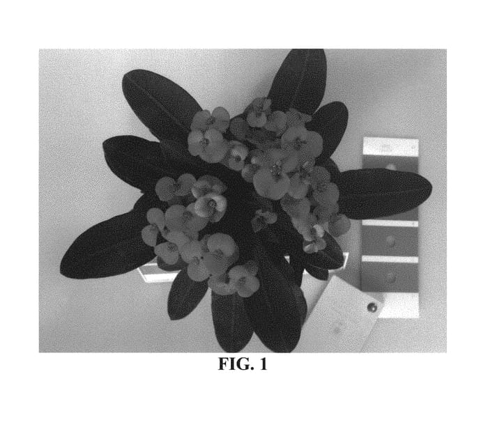 Figure 1 of US plant patent PP30333, the photograph of 12-01-ZEU printed in the patent.