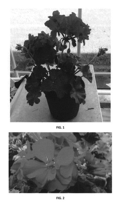 Figure 1 of US plant patent PP30334, the photograph of PEQZ0037 printed in the patent.