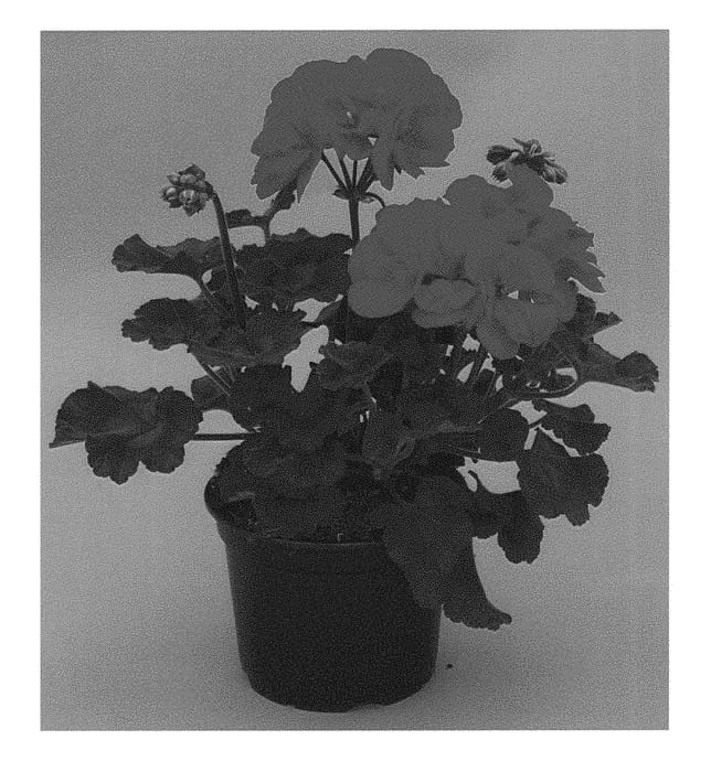 Figure 1 of US plant patent PP30335, the photograph of KLEPZ17484 printed in the patent.