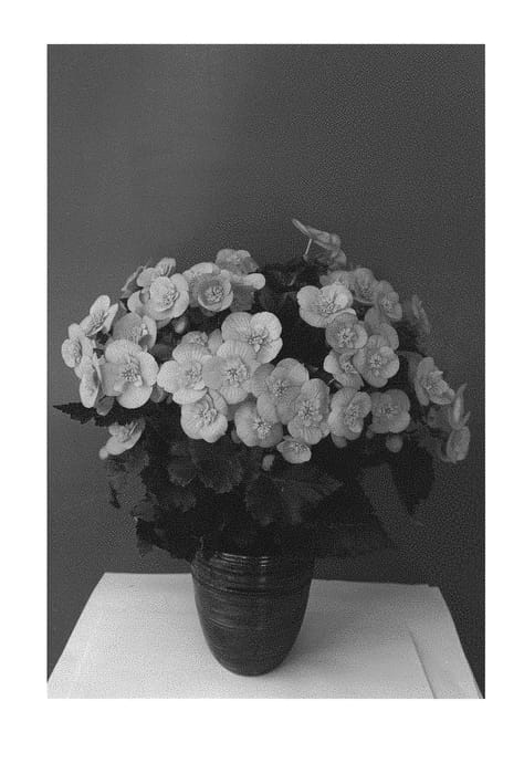 Figure 1 of US plant patent PP30336, the photograph of KRBEVPE02 printed in the patent.