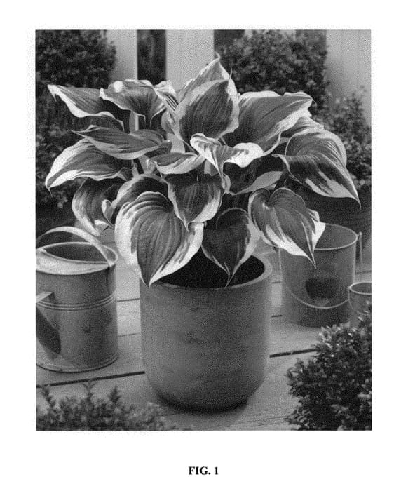 Figure 1 of US plant patent PP30337, the photograph of B201 printed in the patent.