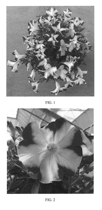 Figure 1 of US plant patent PP30338, the photograph of SAKPET105 printed in the patent.