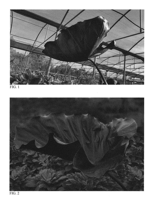 Figure 1 of US plant patent PP30339, the photograph of Black Goblet printed in the patent.
