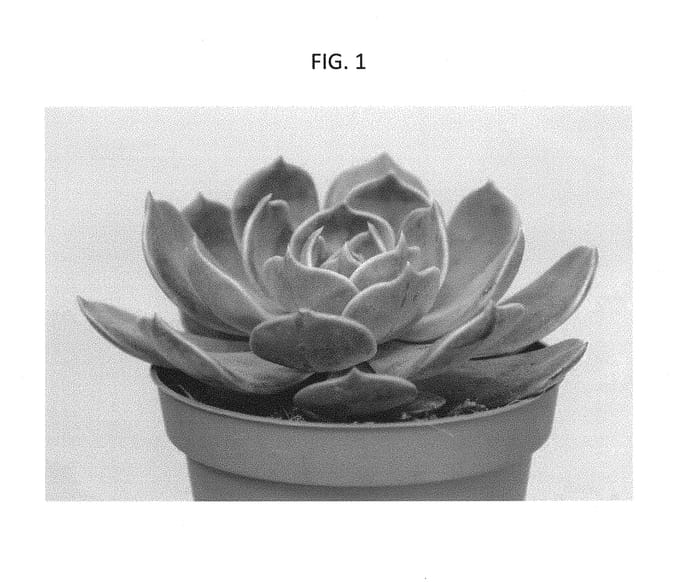 Figure 1 of US plant patent PP30340, the photograph of TSAECH1606 printed in the patent.