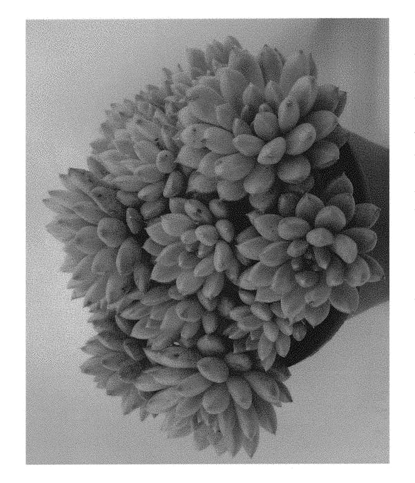 Figure 1 of US plant patent PP30341, the photograph of Spring Bouquet printed in the patent.
