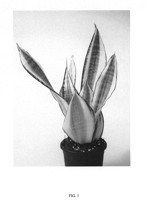Figure 1 of US plant patent PP30342, the photograph of Hansoti20 printed in the patent.