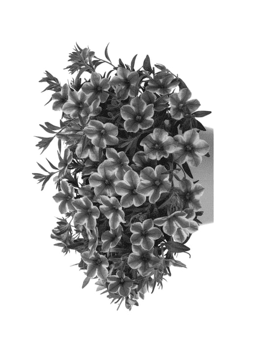 Figure 1 of US plant patent PP30343, the photograph of Docalvolne printed in the patent.
