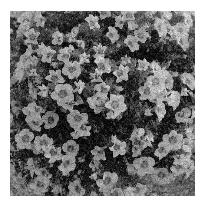 Figure 1 of US plant patent PP30344, the photograph of Docabloroq printed in the patent.