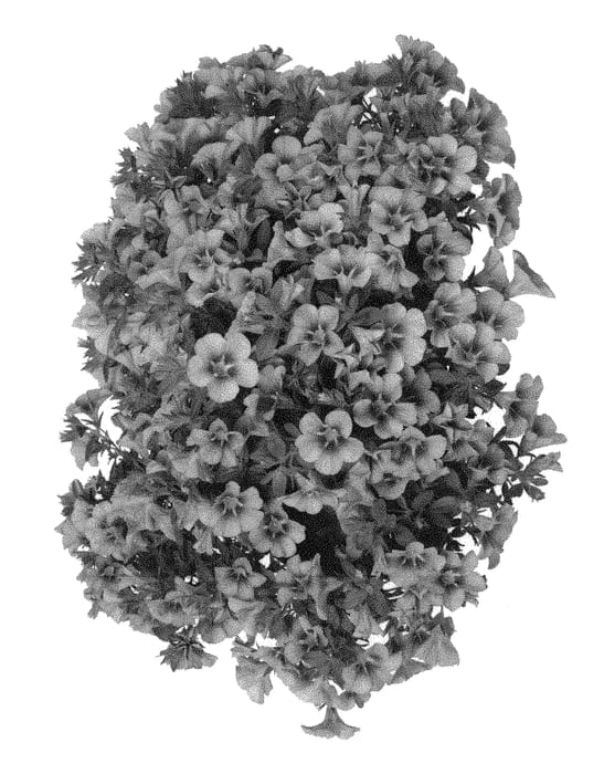 Figure 1 of US plant patent PP30345, the photograph of Docalaltib printed in the patent.