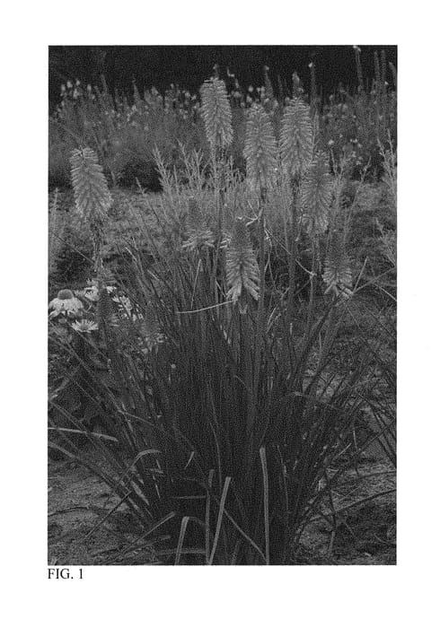 Figure 1 of US plant patent PP30346, the photograph of Poker Face printed in the patent.