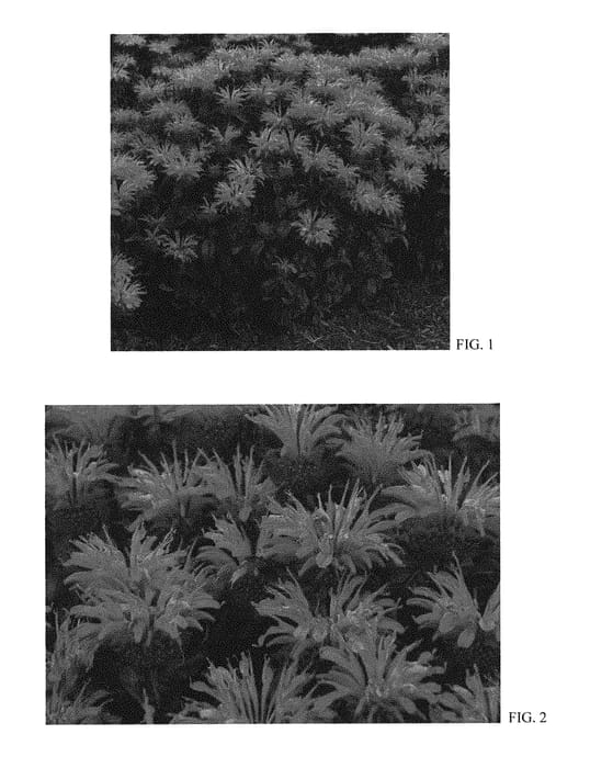Figure 1 of US plant patent PP30347, the photograph of Electric Neon Pink printed in the patent.