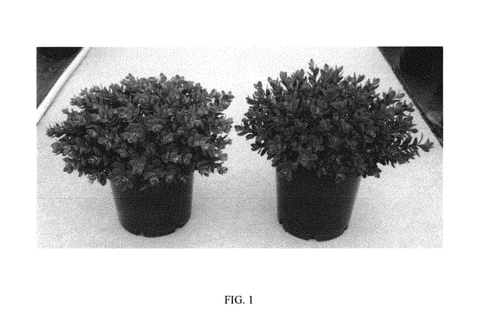 Figure 1 of US plant patent PP30348, the photograph of Plum Dazzled printed in the patent.