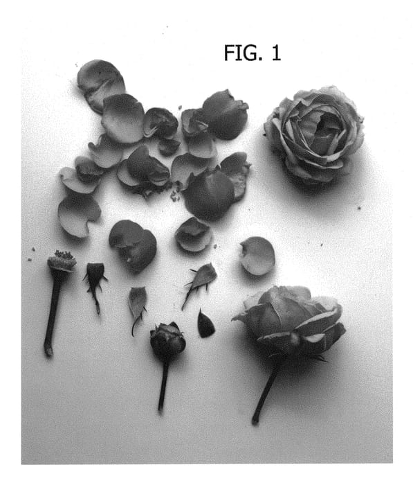 Figure 1 of US plant patent PP30349, the photograph of Poulpar109 printed in the patent.