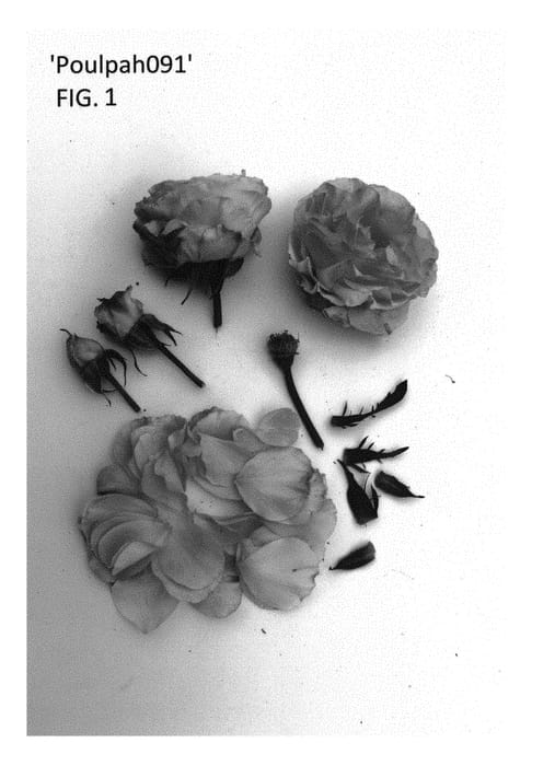 Figure 1 of US plant patent PP30350, the photograph of Poulpah091 printed in the patent.