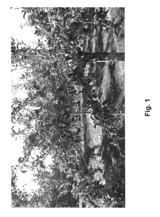 Figure 1 of US plant patent PP30351, the photograph of Harley05 printed in the patent.