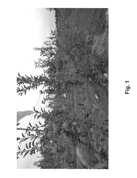 Figure 1 of US plant patent PP30352, the photograph of Seaton99 printed in the patent.