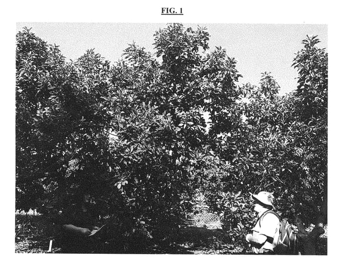 Figure 1 of US plant patent PP30353, the photograph of MIRIAM printed in the patent.