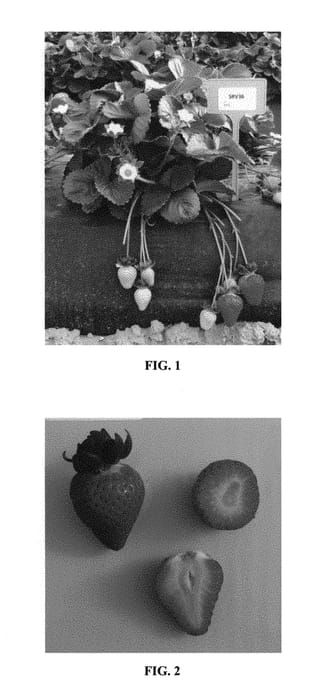 Figure 1 of US plant patent PP30354, the photograph of SRV36 printed in the patent.