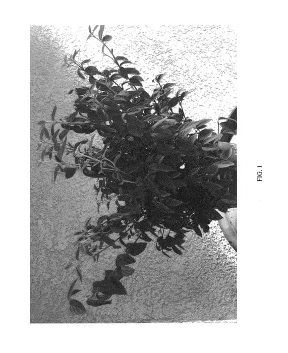 Figure 1 of US plant patent PP30355, the photograph of BLV01 printed in the patent.
