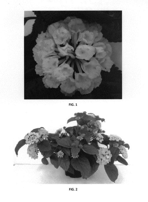 Figure 1 of US plant patent PP30356, the photograph of LANZ0017 printed in the patent.
