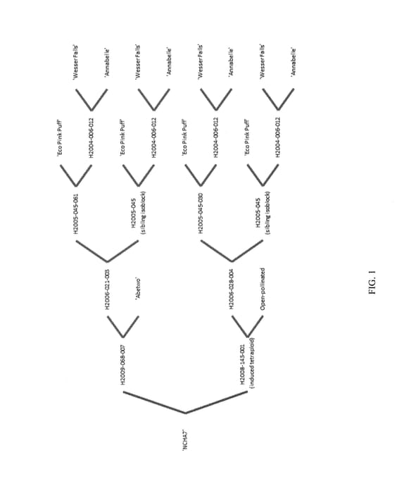 Figure 1 of US plant patent PP30358, the photograph of NCHA7 printed in the patent.