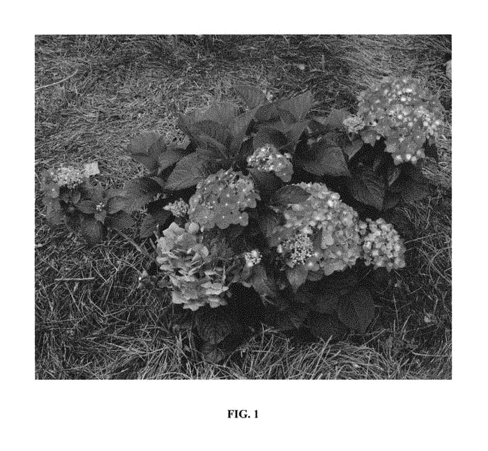 Figure 1 of US plant patent PP30359, the photograph of Bailmacfive printed in the patent.
