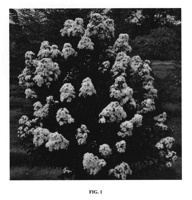 Figure 1 of US plant patent PP30360, the photograph of Baillagone printed in the patent.