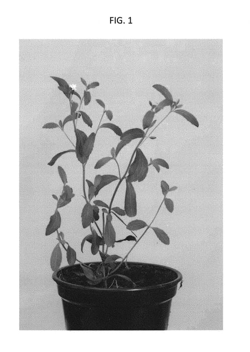 Figure 1 of US plant patent PP30361, the photograph of LOSTE1517 printed in the patent.