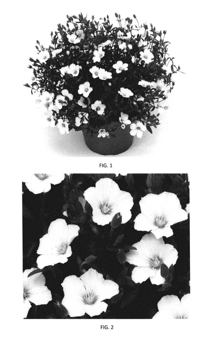 Figure 1 of US plant patent PP30362, the photograph of AMOZ0002 printed in the patent.