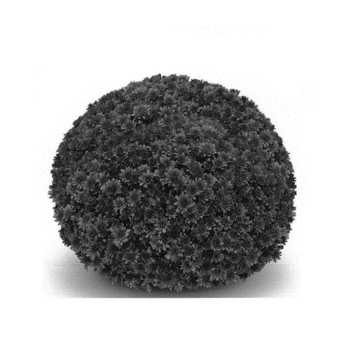 Figure 1 of US plant patent PP30363, the photograph of GED18ARL6V printed in the patent.