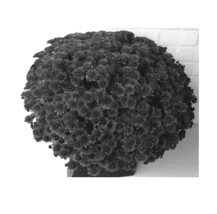 Figure 1 of US plant patent PP30364, the photograph of LANO PURPLE printed in the patent.