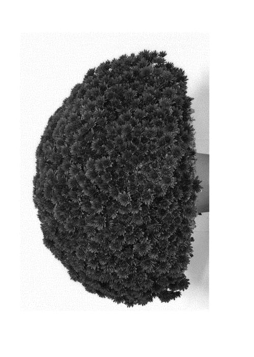 Figure 1 of US plant patent PP30365, the photograph of G19ADU09MA printed in the patent.