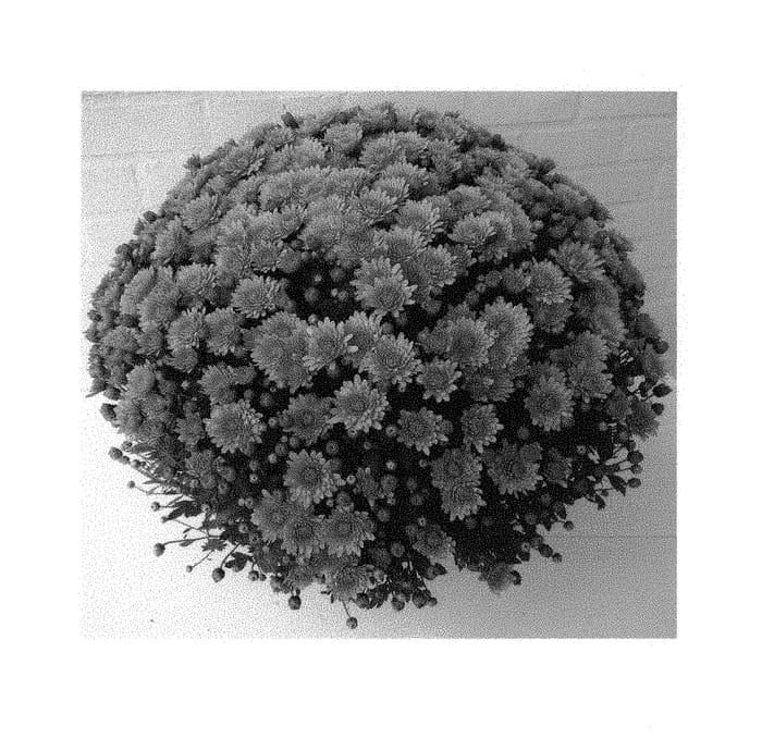 Figure 1 of US plant patent PP30366, the photograph of PERONI ORANGE printed in the patent.