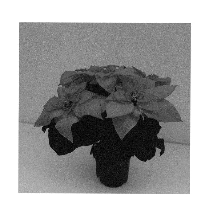 Figure 1 of US plant patent PP30367, the photograph of Q102 printed in the patent.