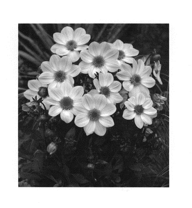 Figure 1 of US plant patent PP30368, the photograph of Dahlgr152 printed in the patent.