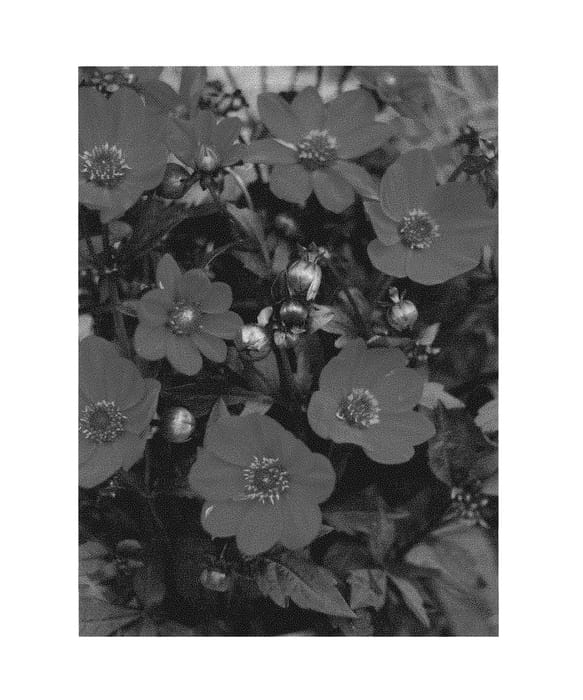 Figure 1 of US plant patent PP30369, the photograph of Dahlgr50 printed in the patent.