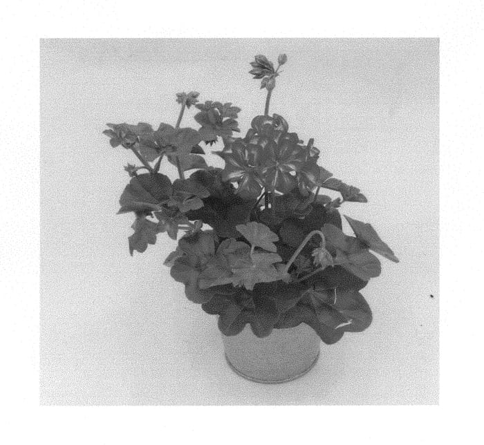 Figure 1 of US plant patent PP30370, the photograph of KLEPP16390 printed in the patent.