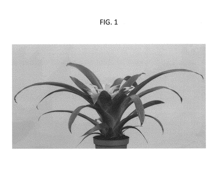 Figure 1 of US plant patent PP30371, the photograph of DURAMIA printed in the patent.