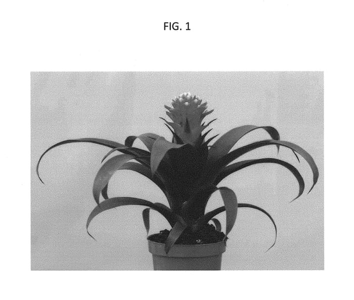 Figure 1 of US plant patent PP30372, the photograph of DURAPRI printed in the patent.