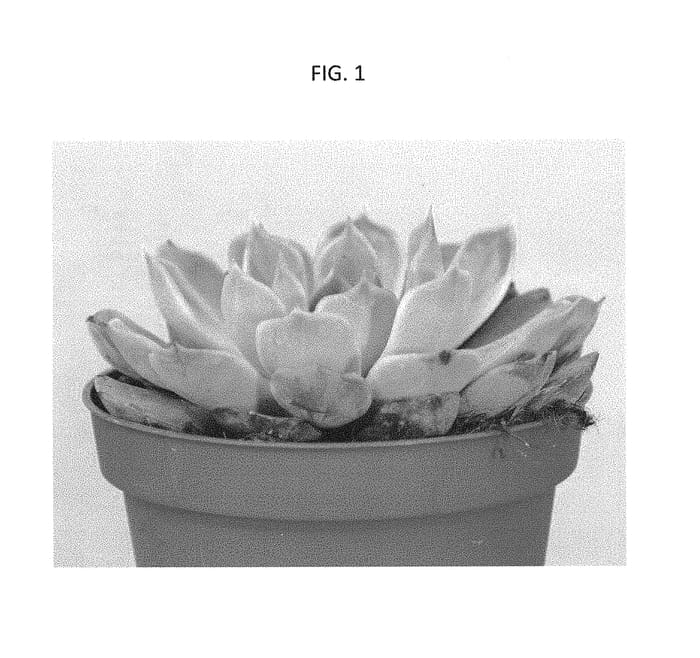 Figure 1 of US plant patent PP30373, the photograph of TSAECH1709 printed in the patent.